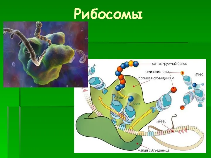 Рибосомы