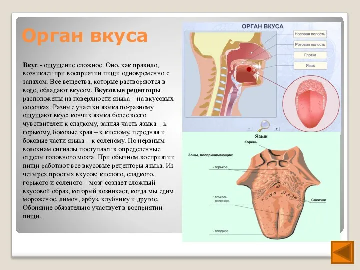 Орган вкуса Вкус - ощущение сложное. Оно, как правило, возникает при