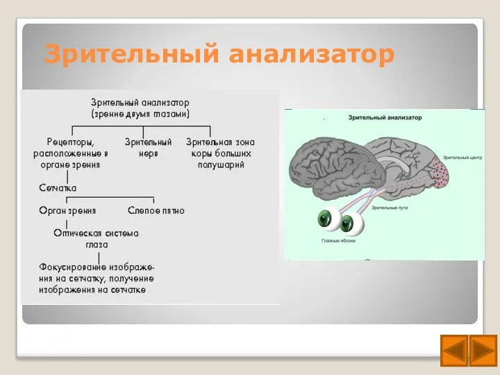 Зрительный анализатор