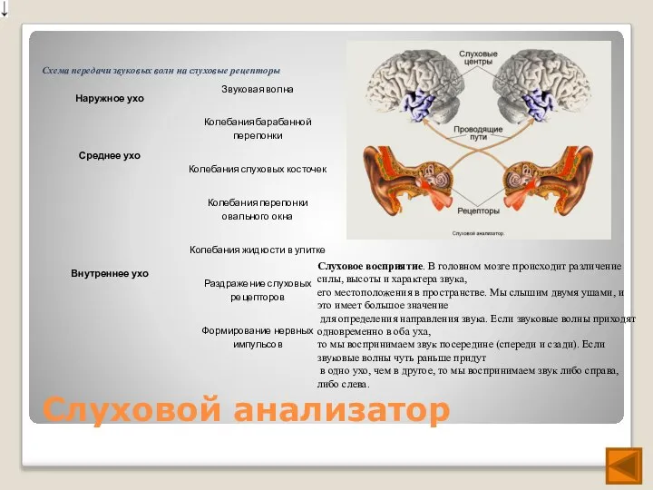 Слуховой анализатор Слуховое восприятие. В головном мозге происходит различение силы, высоты