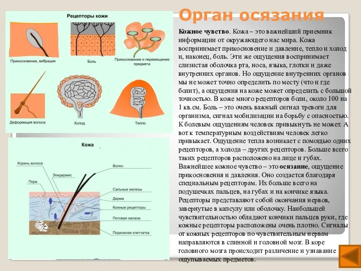 Орган осязания Кожное чувство. Кожа – это важнейший приемник информации от