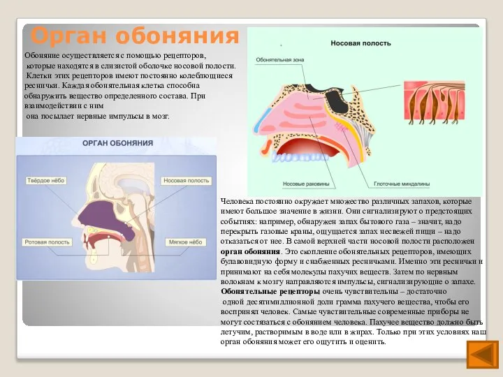 Орган обоняния Обоняние осуществляется с помощью рецепторов, которые находятся в слизистой