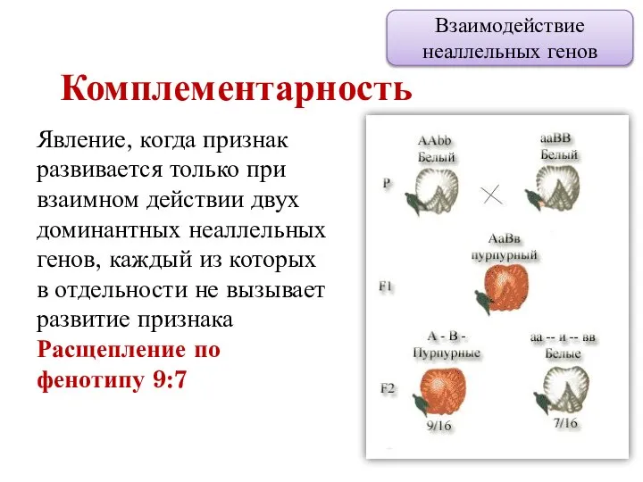 Комплементарность Взаимодействие неаллельных генов Явление, когда признак развивается только при взаимном