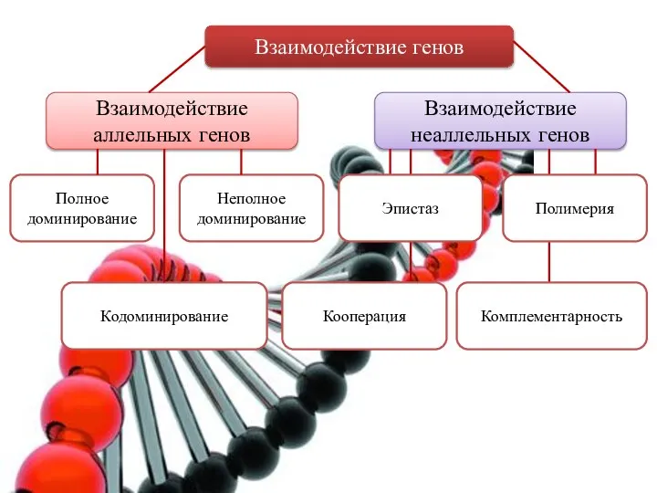 Взаимодействие генов Взаимодействие аллельных генов Взаимодействие неаллельных генов Полное доминирование Неполное