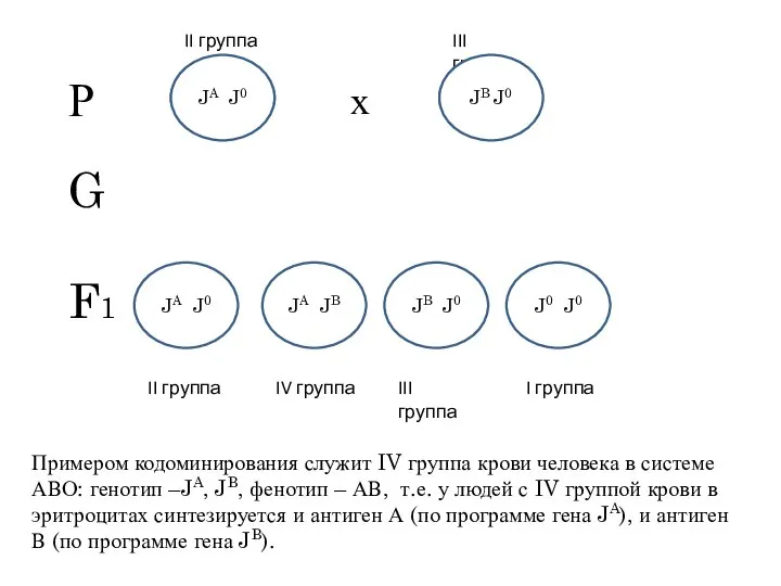 Примером кодоминирования служит IV группа крови человека в системе АВО: генотип