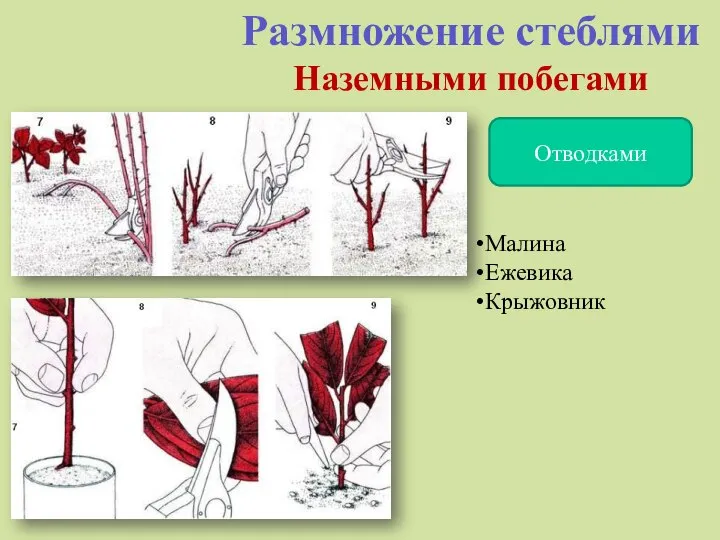 Размножение стеблями Наземными побегами Отводками Малина Ежевика Крыжовник