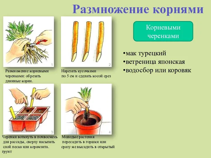 Размножение корнями Корневыми черенками Размножение корневыми Нарезать кусочками черенками: обрезать по