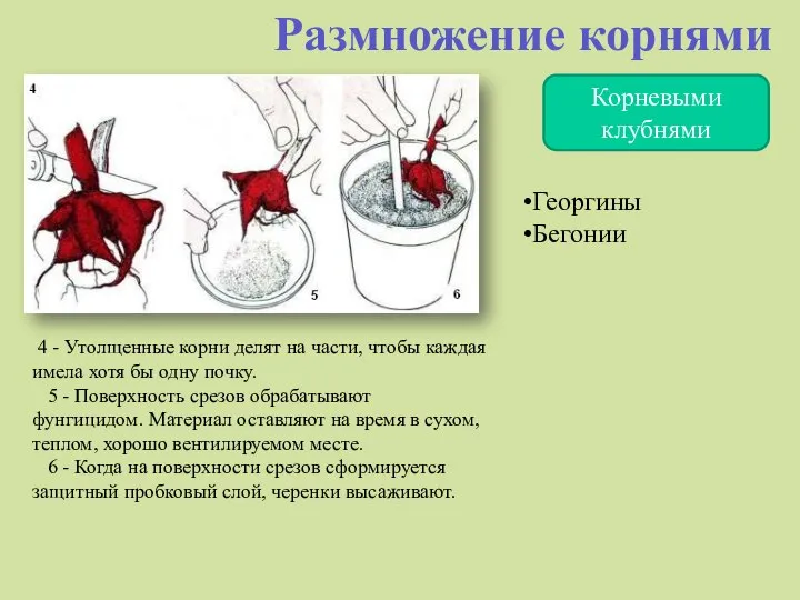 Корневыми клубнями Размножение корнями 4 - Утолщенные корни делят на части,