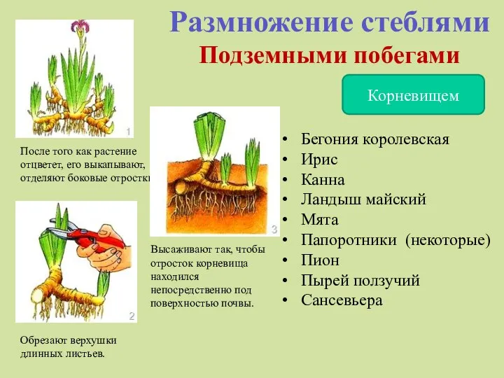 Размножение стеблями Подземными побегами Корневищем После того как растение отцветет, его