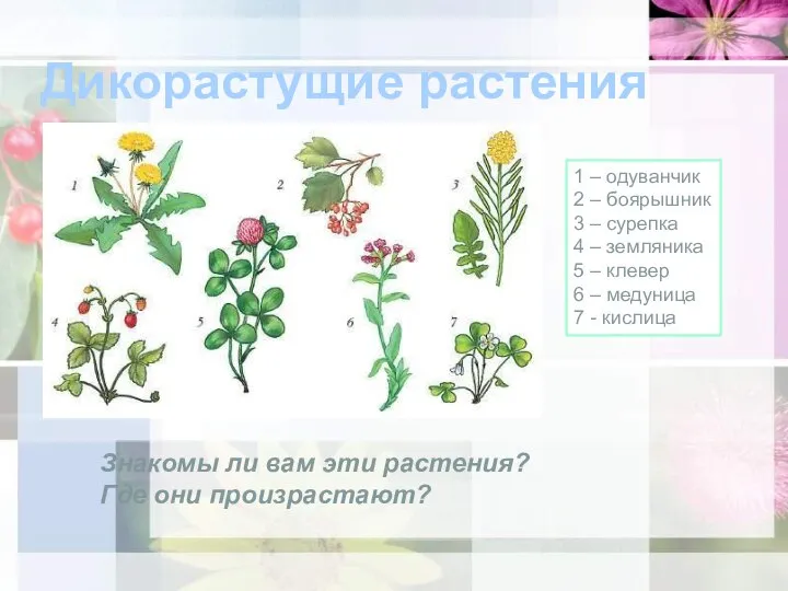 Дикорастущие растения 1 – одуванчик 2 – боярышник 3 – сурепка