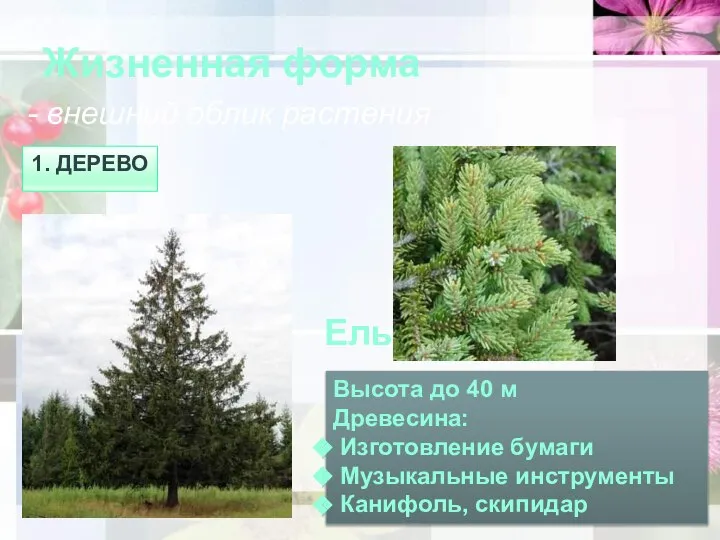 Жизненная форма - внешний облик растения 1. дерево Высота до 40