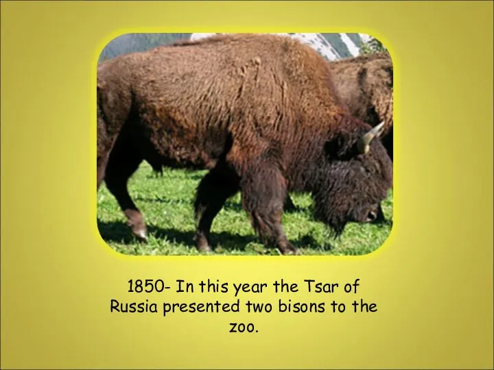 1850- In this year the Tsar of Russia presented two bisons to the zoo.