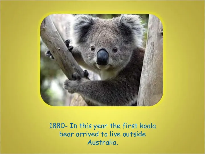 1880- In this year the first koala bear arrived to live outside Australia.
