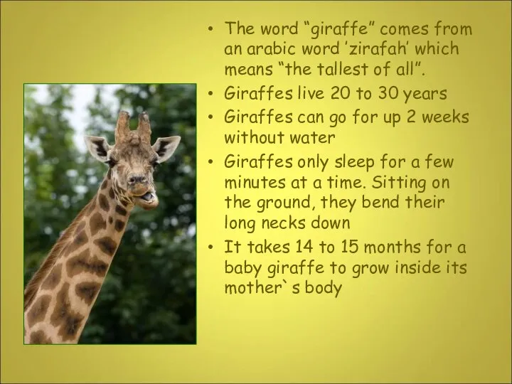 The word “giraffe” comes from an arabic word ’zirafah’ which means