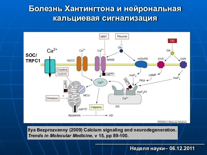 Болезнь Хантингтона и нейрональная кальциевая сигнализация SOC/ TRPC1 Ca2+ Ilya Bezprozvanny