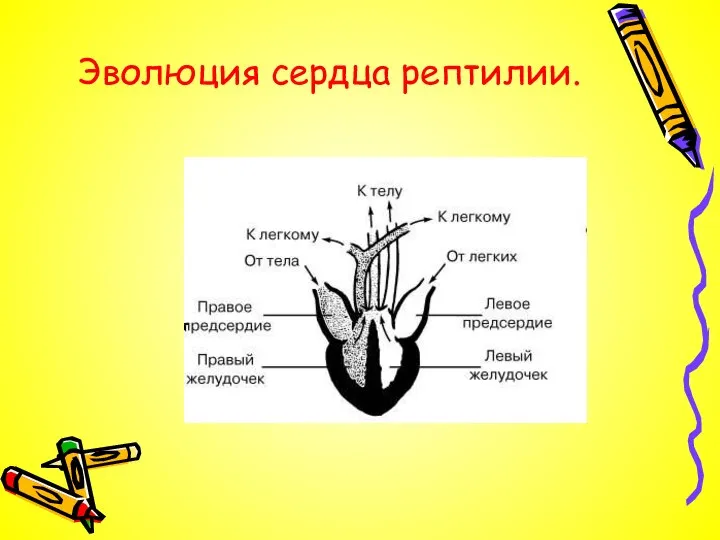 Эволюция сердца рептилии.