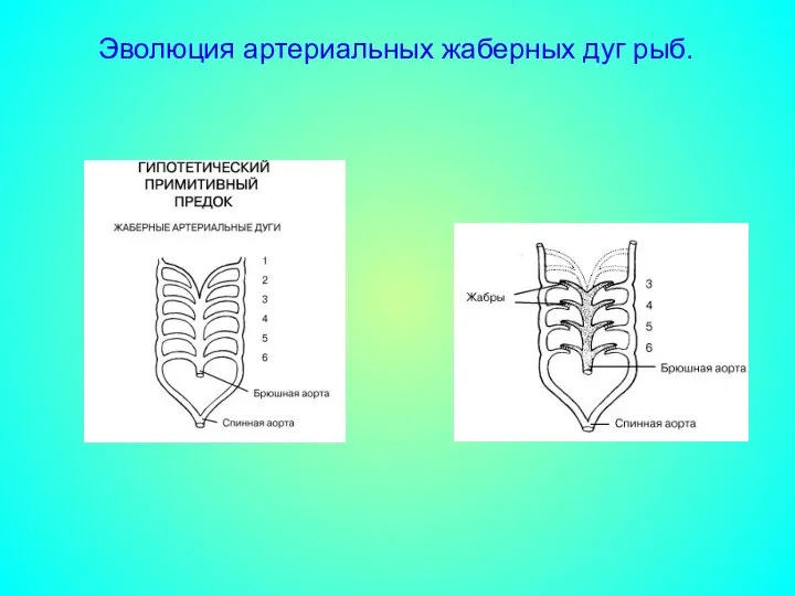 Эволюция артериальных жаберных дуг рыб.