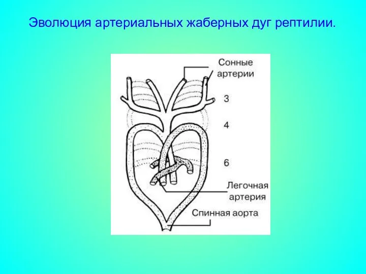 Эволюция артериальных жаберных дуг рептилии.