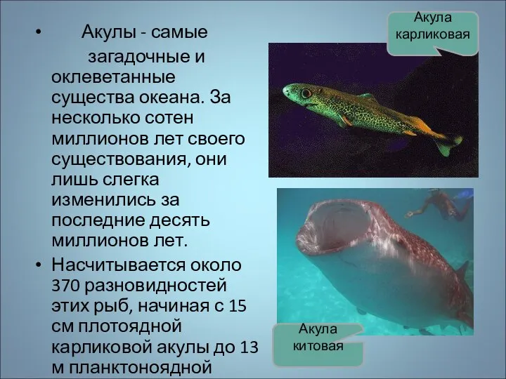 Акулы - самые загадочные и оклеветанные существа океана. За несколько сотен