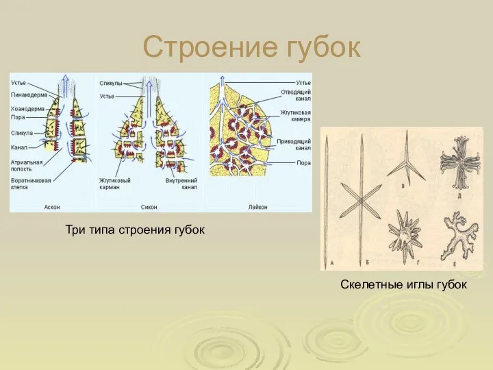 Строение губок Три типа строения губок Скелетные иглы губок