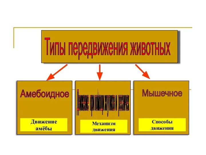 Типы передвижения животных Амебоидное Движение при помощи жгутиков и ресничек Мышечное