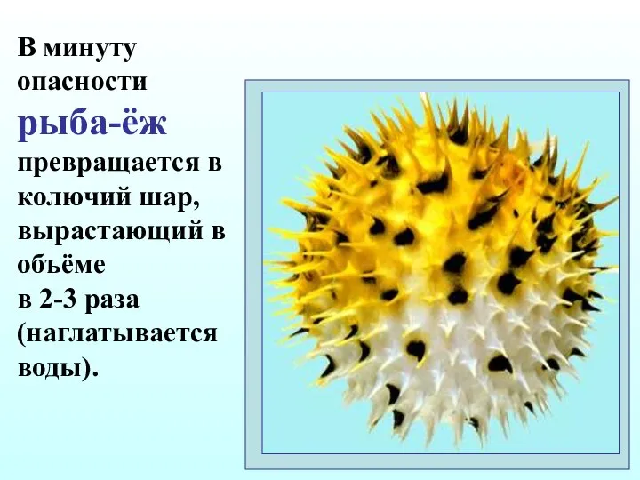 В минуту опасности рыба-ёж превращается в колючий шар, вырастающий в объёме в 2-3 раза (наглатывается воды).