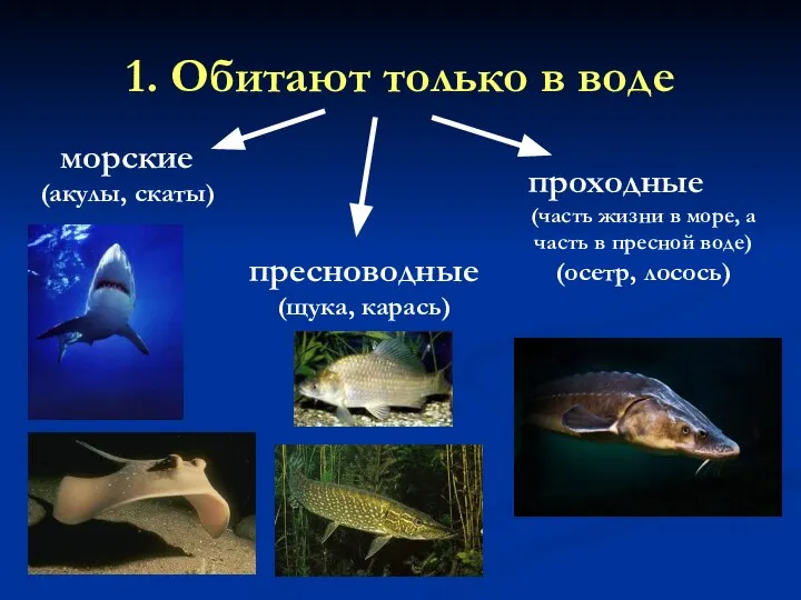 1. Обитают только в воде морские (акулы, скаты) пресноводные (щука, карась)