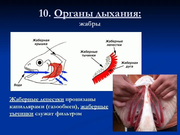 10. Органы дыхания: жабры Жаберные лепестки пронизаны капиллярами (газообмен), жаберные тычинки служат фильтром