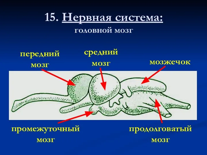 15. Нервная система: головной мозг передний мозг промежуточный мозг средний мозг мозжечок продолговатый мозг