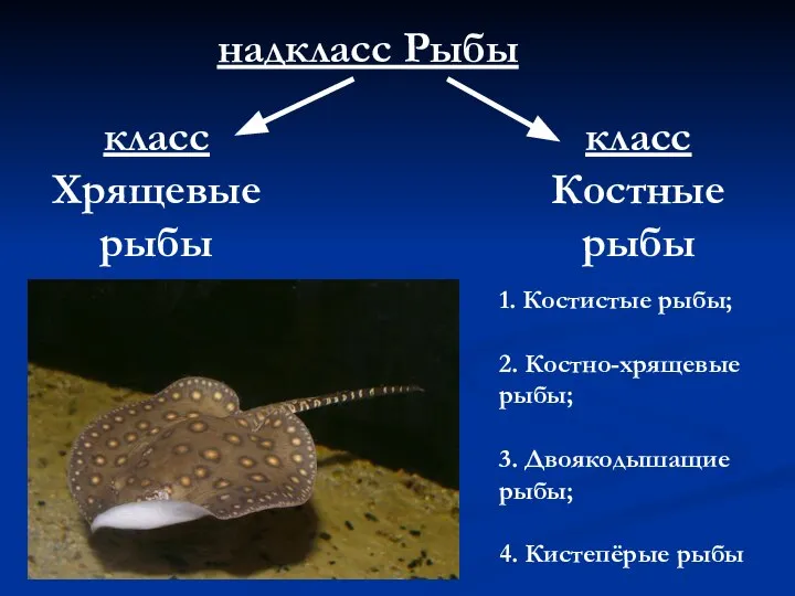 надкласс Рыбы класс Хрящевые рыбы класс Костные рыбы 1. Костистые рыбы;