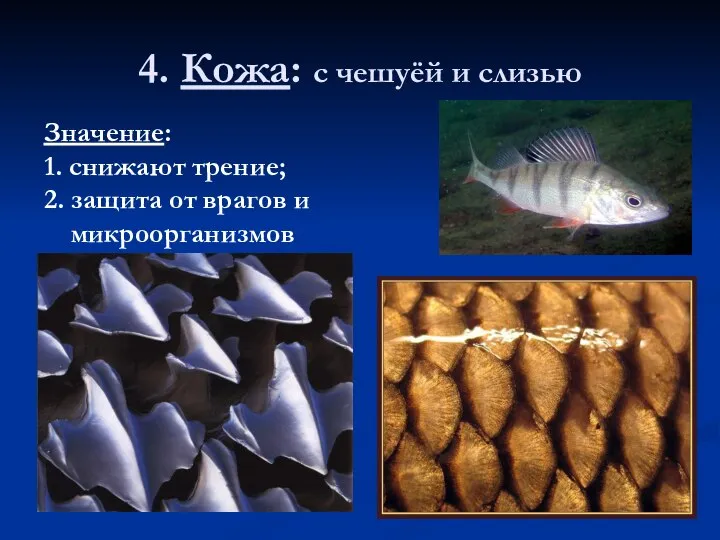 4. Кожа: с чешуёй и слизью Значение: 1. снижают трение; 2. защита от врагов и микроорганизмов