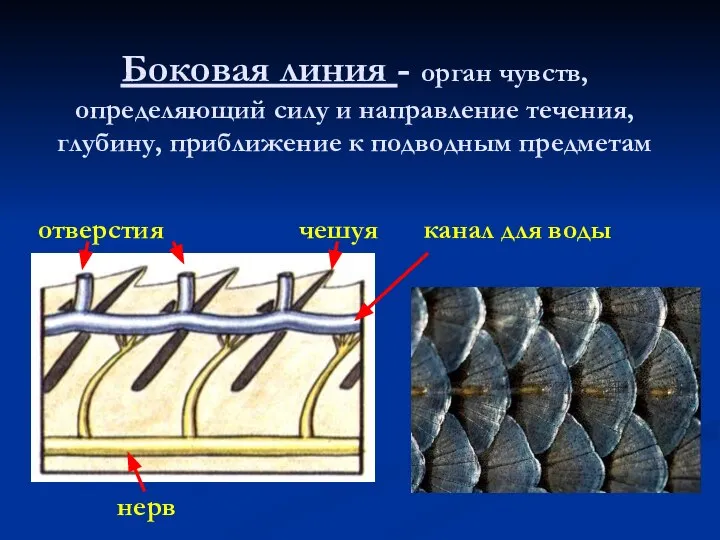 Боковая линия - орган чувств, определяющий силу и направление течения, глубину,