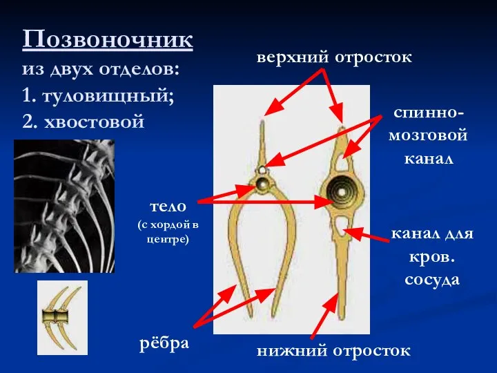 Позвоночник из двух отделов: 1. туловищный; 2. хвостовой рёбра нижний отросток