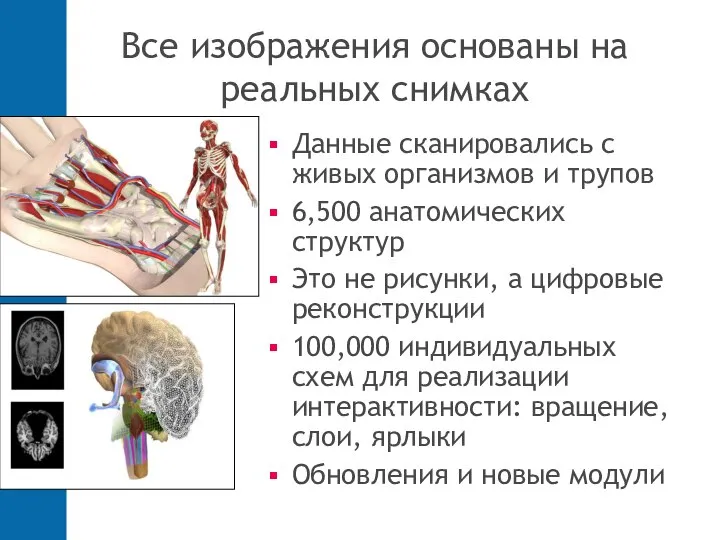 Все изображения основаны на реальных снимках Данные сканировались с живых организмов