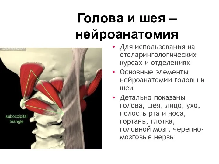 Голова и шея – нейроанатомия Для использования на отоларингологических курсах и