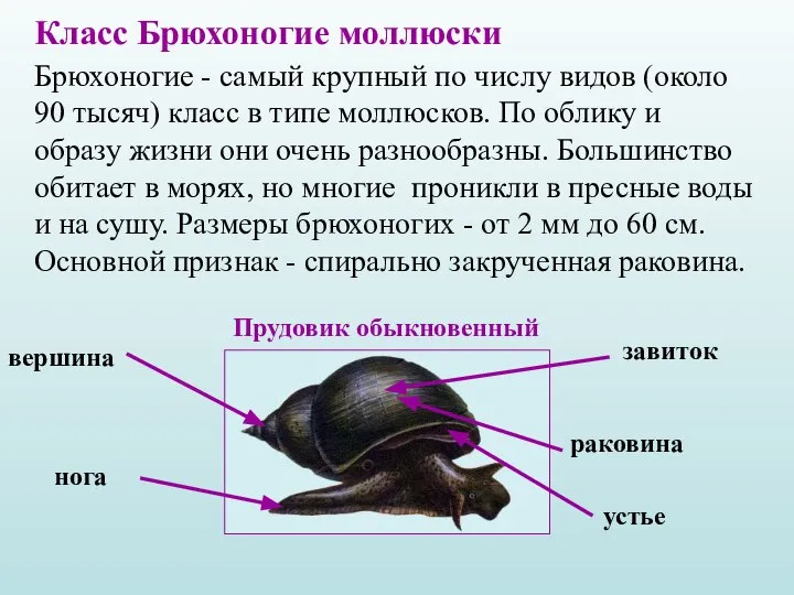 Класс Брюхоногие моллюски Брюхоногие - самый крупный по числу видов (около