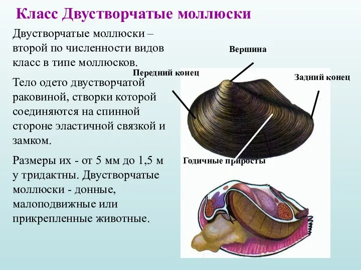 Вершина Задний конец Передний конец Годичные приросты Двустворчатые моллюски – второй