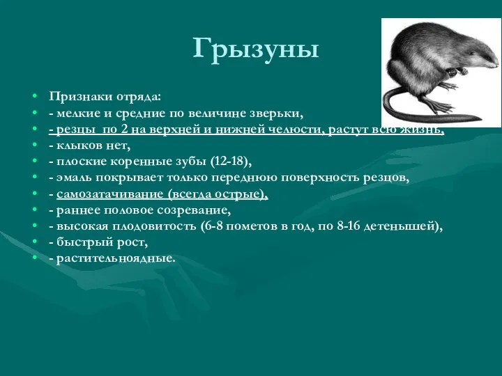 Грызуны Признаки отряда: - мелкие и средние по величине зверьки, -