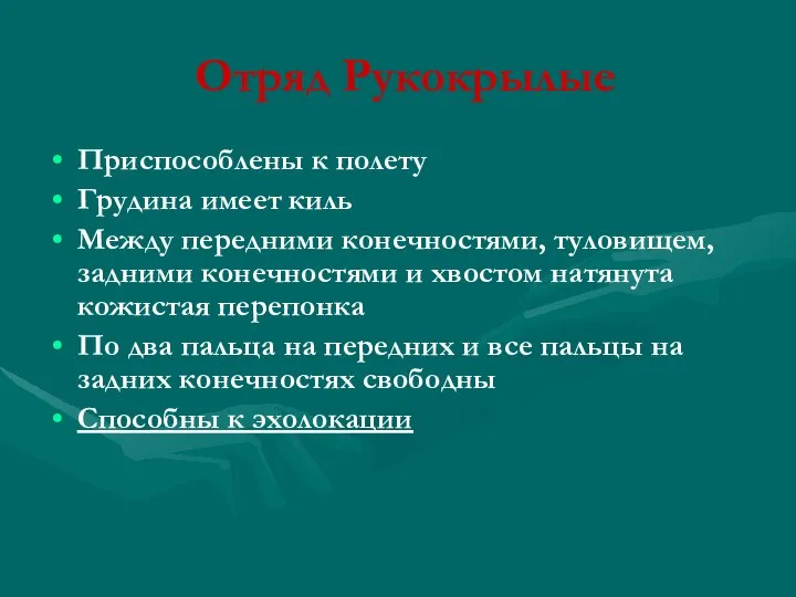 Отряд Рукокрылые Приспособлены к полету Грудина имеет киль Между передними конечностями,