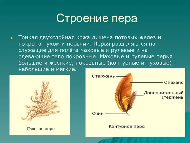 Строение пера Тонкая двухслойная кожа лишена потовых желёз и покрыта пухом