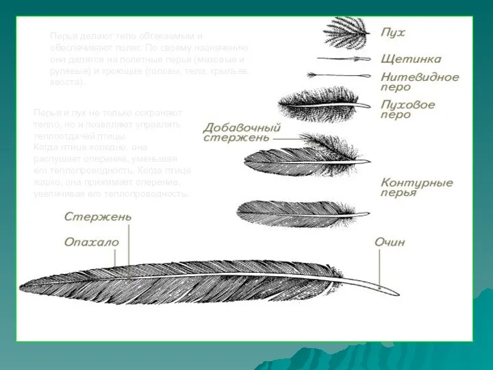 Перья делают тело обтекаемым и обеспечивают полет. По своему назначению они