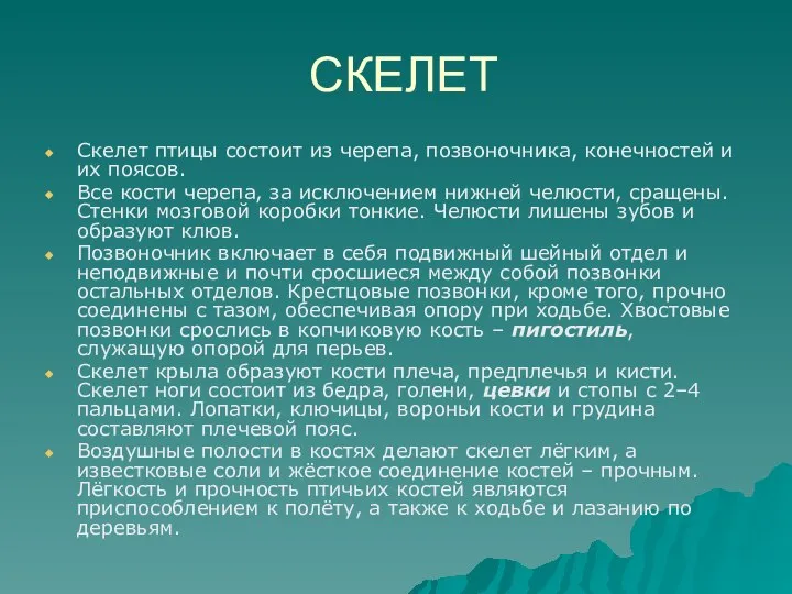 СКЕЛЕТ Скелет птицы состоит из черепа, позвоночника, конечностей и их поясов.