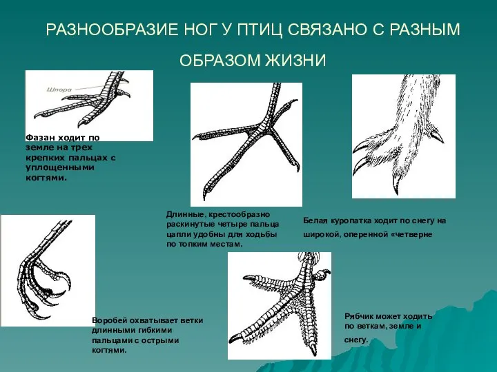 РАЗНООБРАЗИЕ НОГ У ПТИЦ СВЯЗАНО С РАЗНЫМ ОБРАЗОМ ЖИЗНИ Длинные, крестообразно