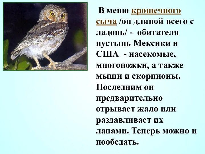 В меню крошечного сыча /он длиной всего с ладонь/ - обитателя