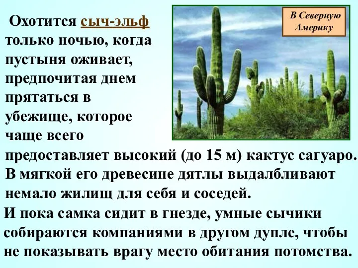 Охотится сыч-эльф только ночью, когда пустыня оживает, предпочитая днем прятаться в