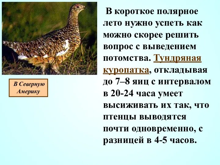 В короткое полярное лето нужно успеть как можно скорее решить вопрос