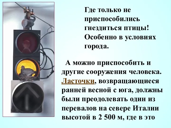 Где только не приспособились гнездиться птицы! Особенно в условиях города. А