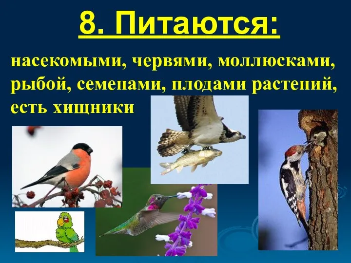 8. Питаются: насекомыми, червями, моллюсками, рыбой, семенами, плодами растений, есть хищники