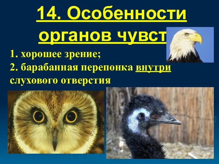 14. Особенности органов чувств: 1. хорошее зрение; 2. барабанная перепонка внутри слухового отверстия