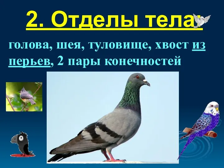 2. Отделы тела: голова, шея, туловище, хвост из перьев, 2 пары конечностей